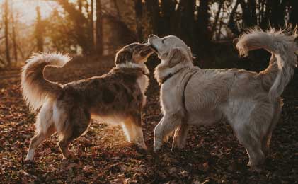 Dog Daycare and Boarding