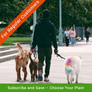 Subscription-based Dog Walking Service in Fort Lauderdale